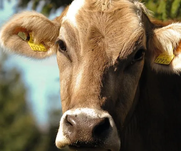 贾尼络温酒店 酒店 2*