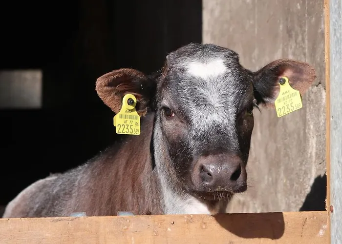 Garni Loewen 2* Silz